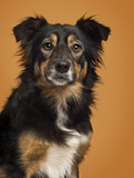 Fototapeta  - Close-up of a Border Collie on a brown background