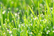 Green Grass On A Lawn With Dew Drops