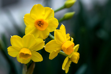 Fotoroleta roślina narcyz ładny kwiat żółty