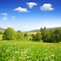 Wall Mural - spring landscape in the national park sumava - czech republic