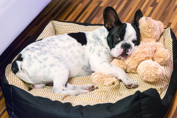 Wall Mural - French bulldog puppy sleeping with teddy bear