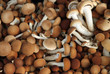Brown mushrooms called Pioppini sold at local market