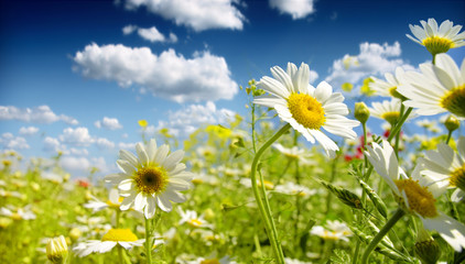 Canvas Print - Summer wildflowers