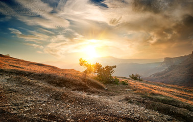 Wall Mural - Shrub on the mountain