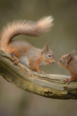 Wall Mural - red squirrel