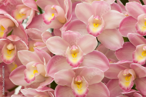 Plakat na papierze fotorealistycznym Cymbidium
