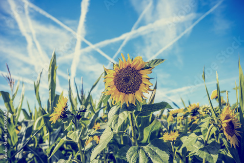Board z aluminiowym obramowaniem Pole słoneczników z contrails w błękitne niebo