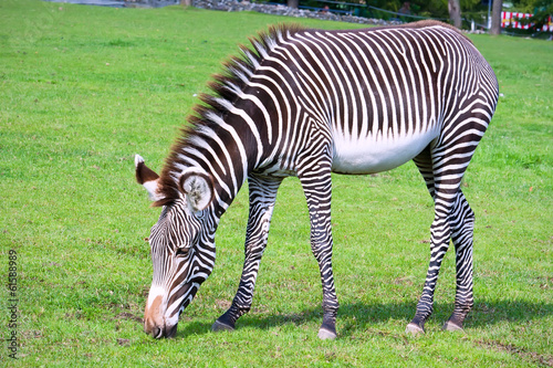 Board z aluminiowym obramowaniem Zebra