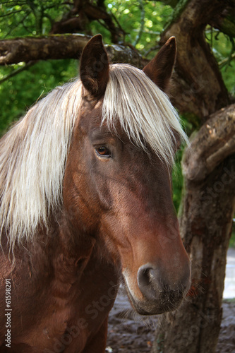 Fototapeta na wymiar Cheval