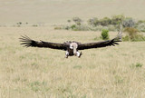 Fototapeta Sawanna - A African White-backed landing to site of animal remains