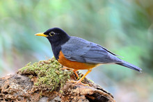 Male Black-breasted Thrush