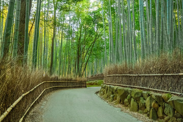  Chikurin-no-Michi (Bamboo Grove) at Arashiyama in Kyoto
