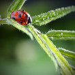 ladybug with water drop on green leaf