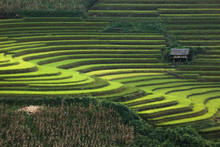 Rice Field At Mu Cang Chai, Yenbai Province, Vietnam
