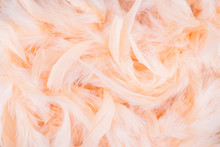 Peach Feathers Background