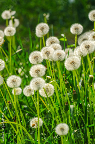 Naklejka nad blat kuchenny dandelion