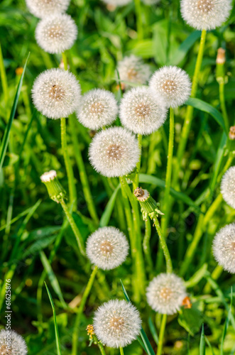 Nowoczesny obraz na płótnie dandelion