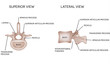 Human vertebral bones with description