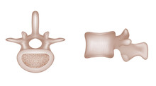 Human Spine Vertebral Bones, Features Of Vertebrae.