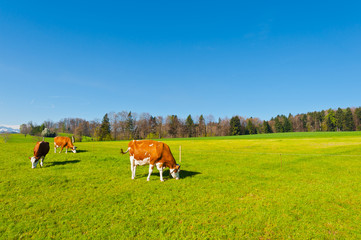 Canvas Print - Cows