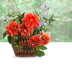 Wall Mural - flowers of georgina
