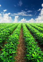 Rows on field. Agricultural landscape