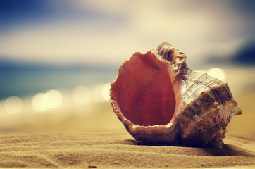 .Seashell in the sand