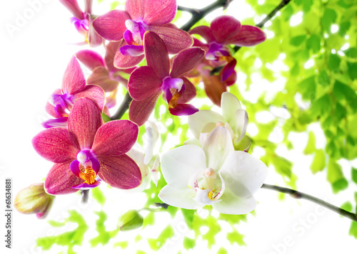 Plakat na papierze fotorealistycznym Biały z czerwonym phalaenopsis z zielonymi liśćmi jest izolowany na w