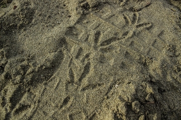 Sand surface with traces of birds Background