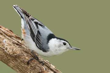 Wall Mural - Male White-breasted Nathatch Perched on a Branch - Ontario, Cana