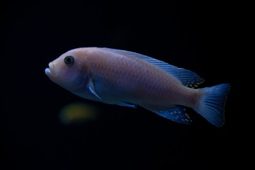 Red zebra cichlid swimming up in darkness