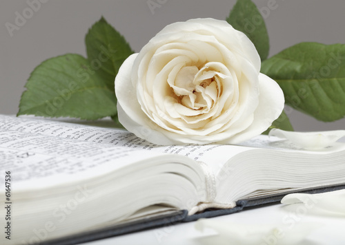 Tapeta ścienna Biblia i biała róża
