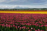 Fototapeta Sawanna - Tulip Field