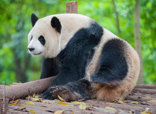 Board z aluminiowym obramowaniem Wielki niedźwiedź panda odpoczywa
