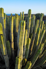 Wall Mural - Succulent Plant Cactus on the Dry Desert