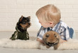 © natalinka29 - Adorable boy with puppies of Yorkshire terrier and Spitz at home