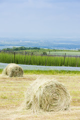 landscape with hops garden, Czech Republic