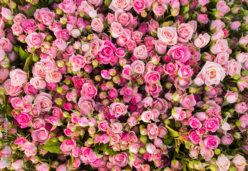 Fototapeta na szkło Abstract background of roses.
