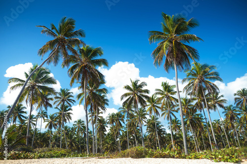 Board z aluminiowym obramowaniem Palmy las na plaży punta cana