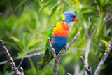 Fototapeta Tęcza - Colorful Parrot