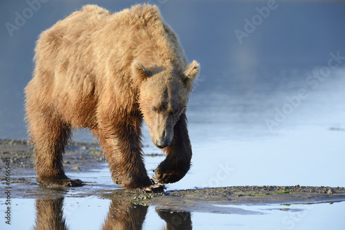 Plakat na papierze fotorealistycznym Niedźwiedź grizzly (urus arctos horribilis) w poszukiwaniu małży