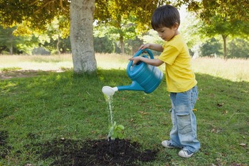 Wall Mural - Young boy watering a young plant in park