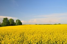 Yellow Canola (Brassica Napus L.) Field With Blue Sky