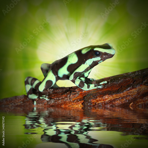 Board z aluminiowym obramowaniem Żaba trucizny (dendrobates) w lesie deszczowym.