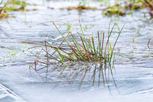 Grass Is Frozen In A Icy Pond