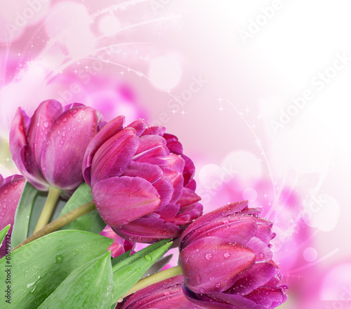 Naklejka dekoracyjna Fresh spring tulip flowers as a holiday postcard design