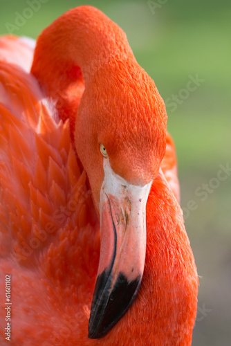 Tapeta ścienna Kubaflamingo.phoenicopterus ruber