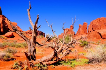 Wall Mural - Arches National Park, USA, view of Park Avenue with dead wood