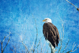 Fototapeta  - Bald Eagle Blues