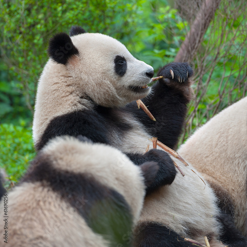 Board z aluminiowym obramowaniem Głodna gigantyczna panda jedząca bambus razem z innymi pandami